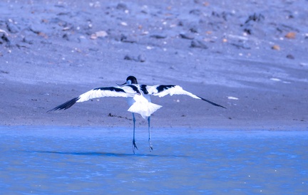 Avocette élégante Recurvirostra avosetta - Pied Avocet