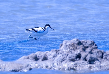 Avocette élégante Recurvirostra avosetta - Pied Avocet