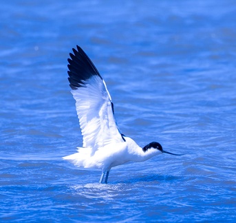Avocette élégante Recurvirostra avosetta - Pied Avocet