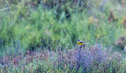 Bergeronnette ibérique Motacilla flava iberiae - Western Yellow Wagtail (iberiae)
