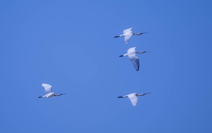 Spatule blanche Platalea leucorodia - Eurasian Spoonbill