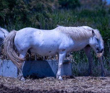 cheval camarguais
