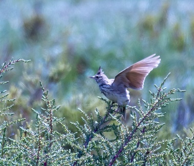 Cochevis huppé Galerida cristata - Crested Lark