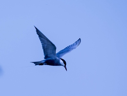 Guifette moustac Chlidonias hybrida - Whiskered Tern