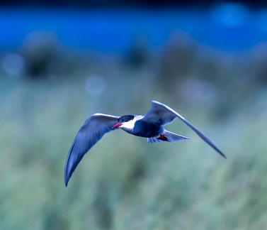 Guifette moustac Chlidonias hybrida - Whiskered Tern