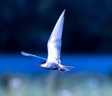 Guifette moustac Chlidonias hybrida - Whiskered Tern