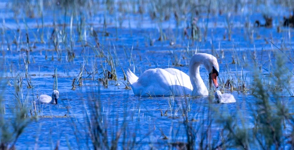 Cygne tuberculé Cygnus olor - Mute Swan