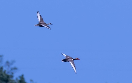 Nette rousse Netta rufina - Red-crested Pochard