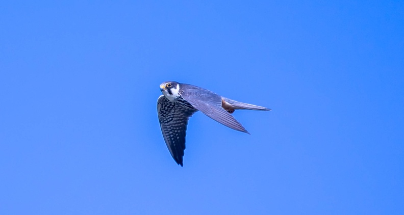 Faucon hobereau Falco subbuteo - Eurasian Hobby