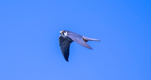Faucon hobereau Falco subbuteo - Eurasian Hobby
