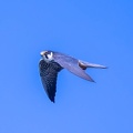 Faucon hobereau Falco subbuteo - Eurasian Hobby