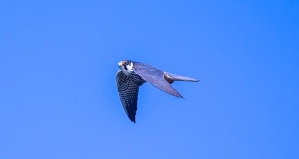 Faucon hobereau Falco subbuteo - Eurasian Hobby