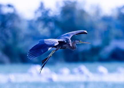 Héron pourpré Ardea purpurea - Purple Heron