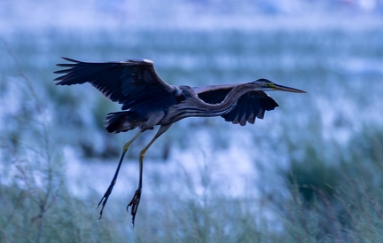 Héron pourpré Ardea purpurea - Purple Heron