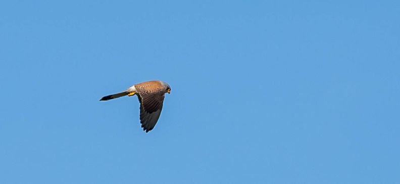 Faucon crécerellette Falco naumanni - Lesser Kestrel (femelle)
