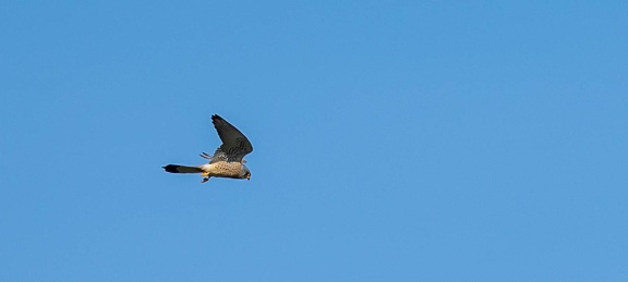 Faucon crécerellette Falco naumanni - Lesser Kestrel (femelle)