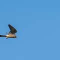 Faucon crécerellette Falco naumanni - Lesser Kestrel (femelle)