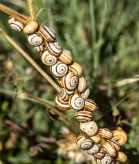 Caragouille rosée