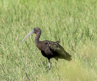 Ibis falcinelle Plegadis falcinellus - Glossy Ibis