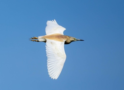 Crabier chevelu Ardeola ralloides - Squacco Heron