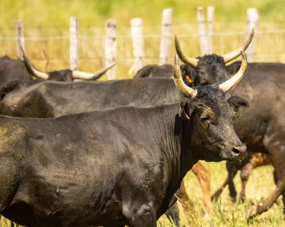 taureau camargue