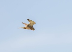 Faucon crécerellette Falco naumanni - Lesser Kestrel (femelle)