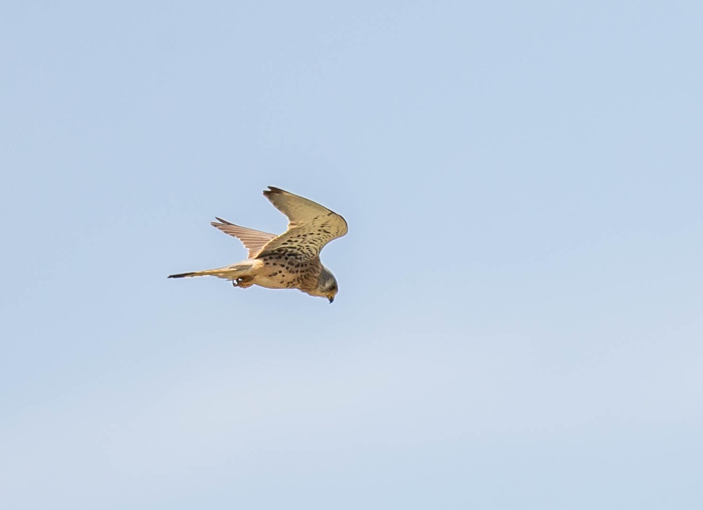 Faucon crécerellette Falco naumanni - Lesser Kestrel (femelle)