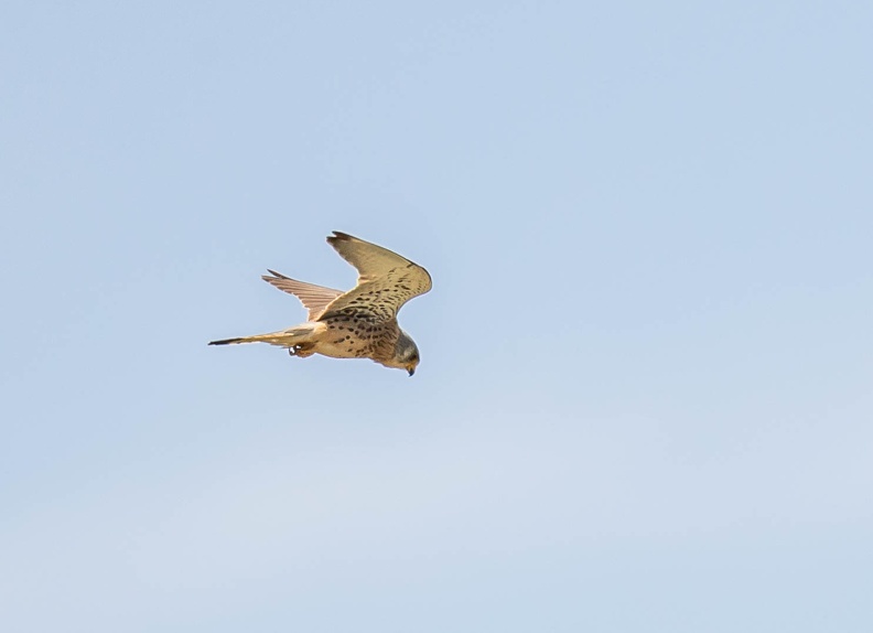Faucon crécerellette Falco naumanni - Lesser Kestrel (femelle)