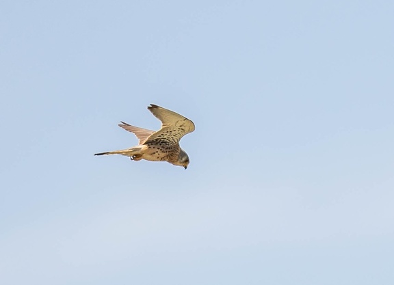 Faucon crécerellette Falco naumanni - Lesser Kestrel (femelle)