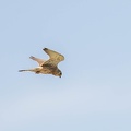 Faucon crécerellette Falco naumanni - Lesser Kestrel (femelle)