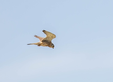 Faucon crécerellette Falco naumanni - Lesser Kestrel (femelle)