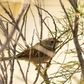 Fauvette à lunettes Curruca conspicillata - Spectacled Warbler