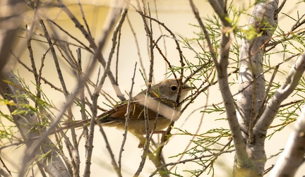 Fauvette à lunettes Curruca conspicillata - Spectacled Warbler