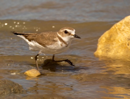 Gravelot à collier interrompu Pluvier à collier interrompu Anarhynchus alexandrinus - Kentish Plover