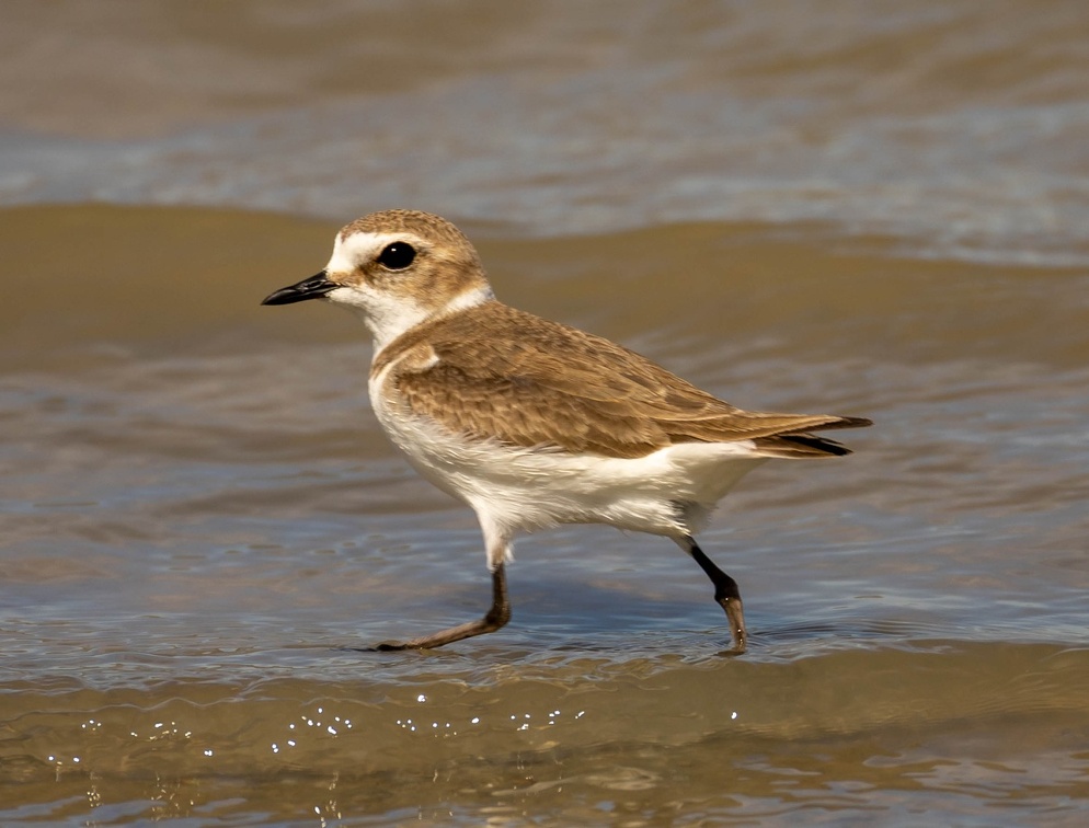 Gravelot à collier interrompu Pluvier à collier interrompu Anarhynchus alexandrinus - Kentish Plover