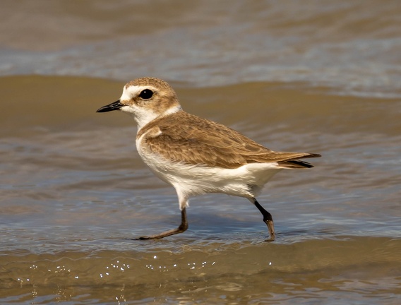 Gravelot à collier interrompu Pluvier à collier interrompu Anarhynchus alexandrinus - Kentish Plover