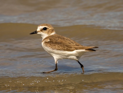 Gravelot à collier interrompu Pluvier à collier interrompu Anarhynchus alexandrinus - Kentish Plover