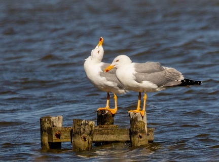 Goéland leucophée Larus michahellis - Yellow-legged Gull