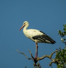 Cigogne blanche Ciconia ciconia - White Stork