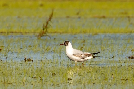 Mouette rieuse Chroicocephalus ridibundus - Black-headed Gull