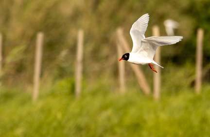 Mouette mélanocéphale Ichthyaetus melanocephalus - Mediterranean Gull