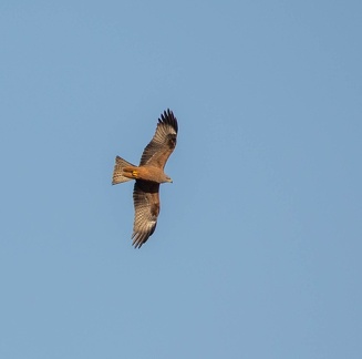 Milan noir Milvus migrans - Black Kite