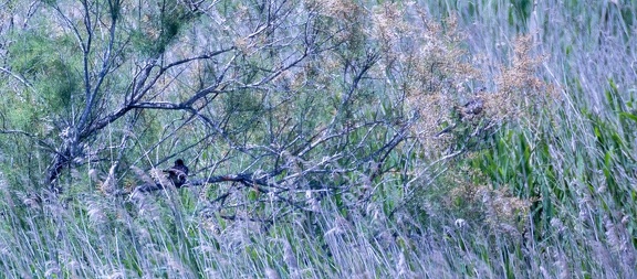 Coucou geai Clamator glandarius - Great Spotted Cuckoo