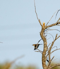 Cisticole des joncs Cisticola juncidis - Zitting Cisticola
