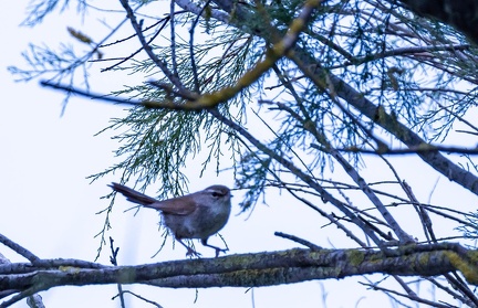 Bouscarle de Cetti Cettia cetti - Cetti's Warbler