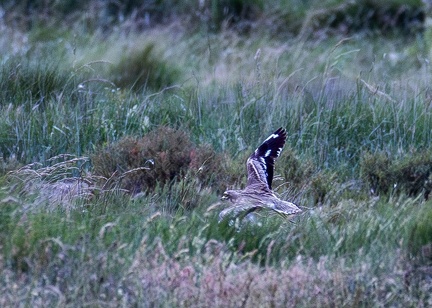 Oedicnème criard Burhinus oedicnemus - Eurasian Stone-curlew