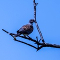 Tourterelle des bois Streptopelia turtur - European Turtle Dove