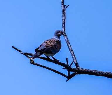 Tourterelle des bois Streptopelia turtur - European Turtle Dove