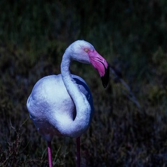 Flamant rose Phoenicopterus roseus - Greater Flamingo