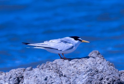 Sterne naine Sternula albifrons - Little Tern